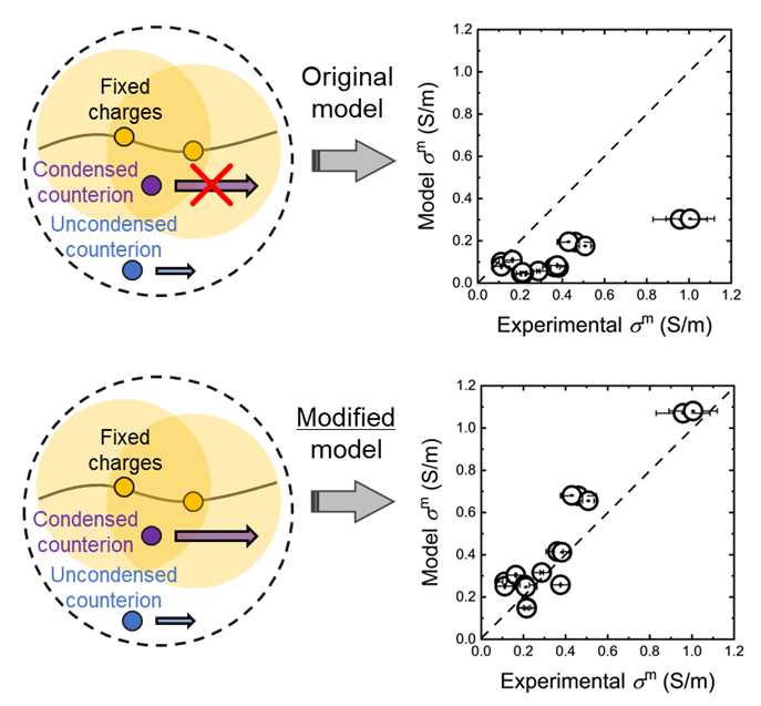Our study investigating the mobility of condensed counterions in ion